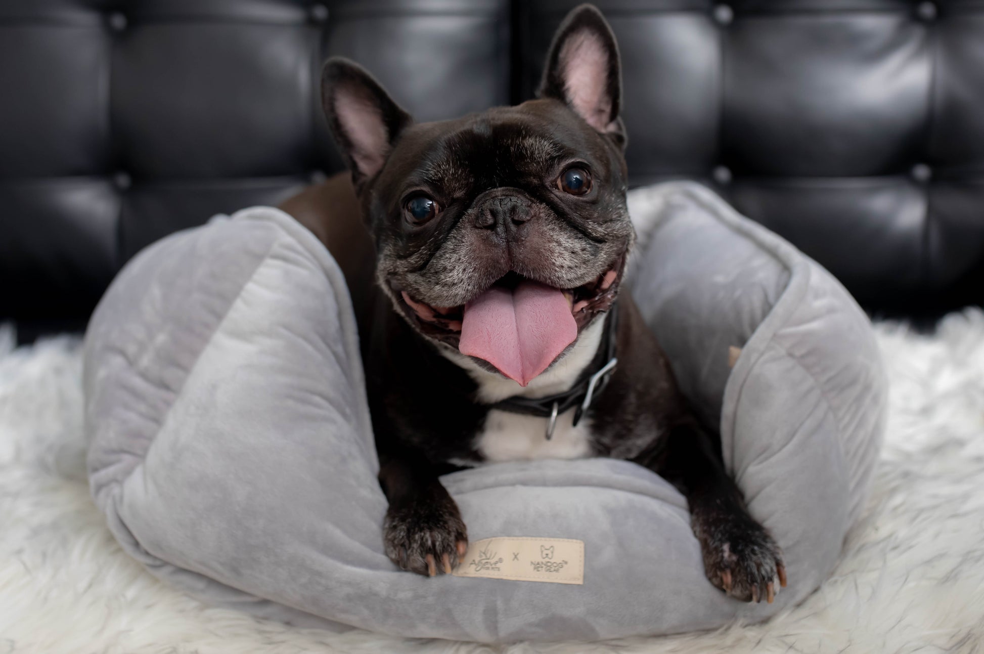 Dog on Grey Pet Bed
